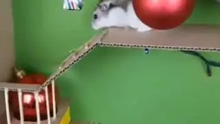 хомяк Милка в лабиринте 🐹