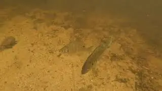 Fish feeding 3
