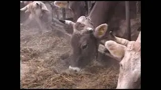 Corn as feed for cows