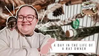 a day in the life of a RAT OWNER🐀💁🏼‍♀️ | Vet visits, Feeding and Free Roam