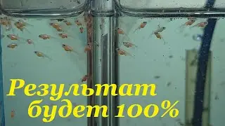 How to breed tetra glofish 100% result My experience