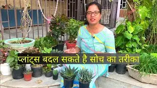जानिए कैसे पौधे एकाग्रता और क्रिएटिविटी बढ़ाने में मदद करते है !