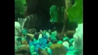 Боція лохаката
