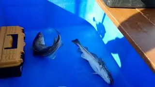 19 07 20  Выдача началась