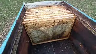 Сбор семей в зиму. Неожиданный поздний медосбор