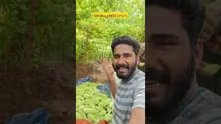 കൈപ്പക്കാ കൃഷി😍#shorts #shortvideo