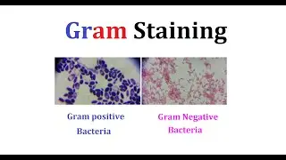 How to perform Gram staining