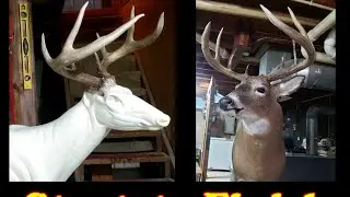 How to (Part #2) Whitetail Buck 🦌 Taxidermy - Start to Finish Time Lapse #taxidermy #whitetaildeer