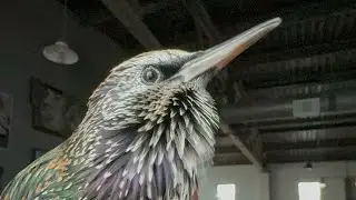 For anyone who doesn’t think Starlings are cute…We are here to prove you wrong ❤️