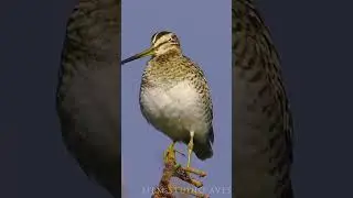 Singing Latham's snipe - unexpected sounds 