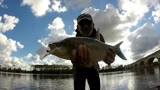 Les gros aspes de Loire en automne