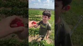🍓Клубничные поля в Германии