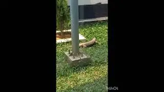 #SmallDragon #animals
