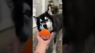 A husky Mom‘s dream: Cheerble’s Wicked Ball Air 