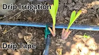 Installing drip tape irrigation on my garden.