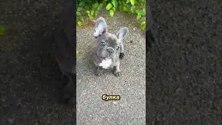 French Bulldog 🇫🇷🐾 