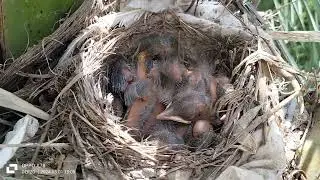 after 05 days , baby black birds growing fast and need more food