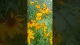 Рудбекия прекрасный цветок.