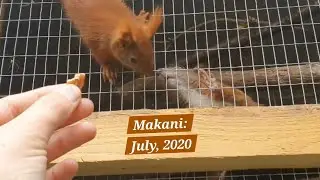 Part 6: Makani: July 2020