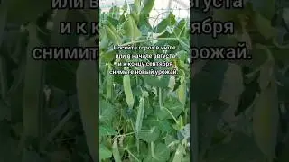 Посев гороха в июле или начале августа, для сбора урожая в сентябре. #урожай#посев#хештег #горох
