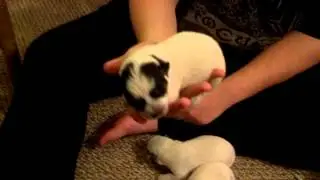 Jeep's first litter
