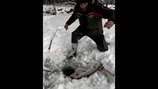 Таймень на Живца|рыбалка в России | #fishing  #рыбалка #shorts