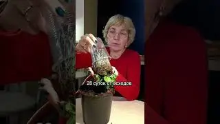 ампельные петунии. объём грунта. 