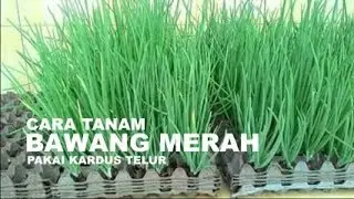 HOW TO PLAN ON ONION WITH EGG CARDBOARDS