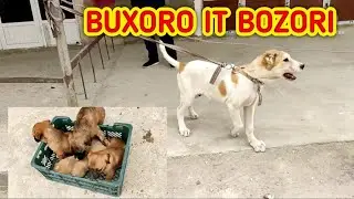BUXORO IT BOZORI БУХОРО ИТ БОЗОРИ