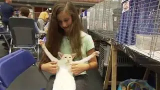 Roma (11) doet mee aan een kattenshow