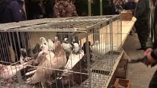 Ярмарка голубей в Ступино памяти Мысютина Ю. И. 25. 09.2021 г 1 часть