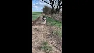 Diving In To The Weekend Like My Dog