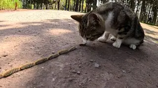 Cats reaction to weird and long bug train