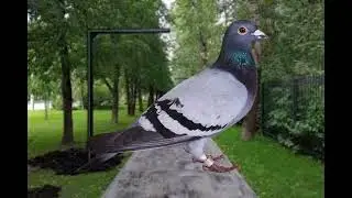 test animka