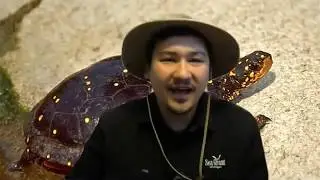 HOMES at Home Turtles Episode 12