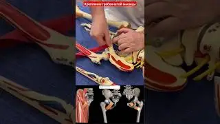 Анатомия и биомеханика. Семинар в Школе 