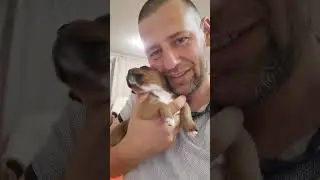 Staffstep staffordshire bull terrier puppy FCI 🇱🇻Born 08.08.2023