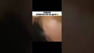 Собака собирается на дачу