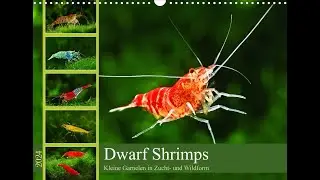 Dwarf Shrimps - Kalender 2024