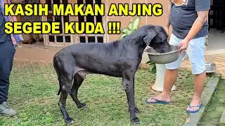 KASIH MAKAN ANJING SEGEDE KUDA !!! - ANJING GREAT DANE