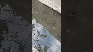 turtles in manila zoo #zoo #fyp #viral #trending #turtle #manilazooupdatetoday
