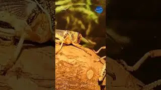 Al Quran ❤ القران#Alquran #islam #Islamic #viral #ViralVideo #reel