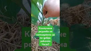 Формиране на син домат за повече и по-едри плодове.част 1 #патладжан #колтучене #формиране #синдомат