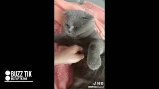2018 Christmas Cute Pet compilation | Tik Tok | Douyin | Animal Series Ep 2