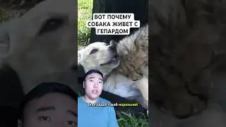 Вот Почему Собака Живёт с Гепардом