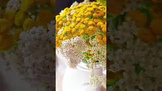 ПОЛЕВЫЕ ЦВЕТЫ