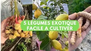 5 légumes exotiques facile à cultiver dans votre jardin