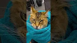 Grooming an aggressive Maine Coon cat