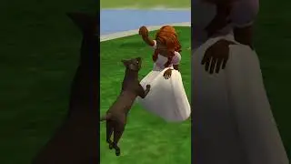 Games with a cat 