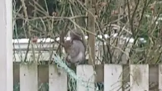 Beautiful Garden-Patio Resident, enjoying its Lunch.